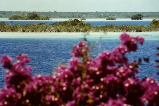 Laguna de Bacalar enmarcada por flores
