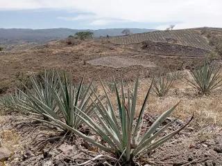 Paisaje de agaves cerca de Tequila, Jalisco