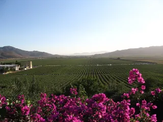 Viñedos en el Valle de Guadalupe